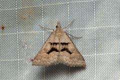 Dichromodes mesogonia