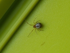 Cryptachaea veruculata