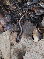 Plethodon angusticlavius