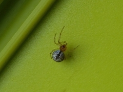 Cryptachaea veruculata