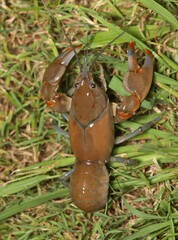 Cherax