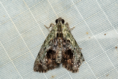 Enchesphora recurvalis