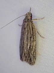 Leistarcha scitissimella