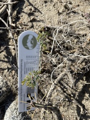 Parkinsonia florida