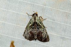 Enchesphora recurvalis