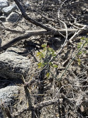 Parkinsonia florida