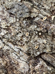 Aleurodiscus oakesii