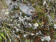 Leucogenes grandiceps