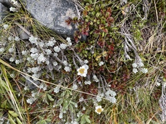 Leucogenes grandiceps