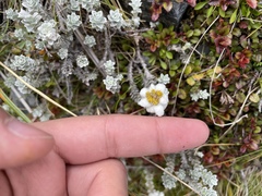 Leucogenes grandiceps