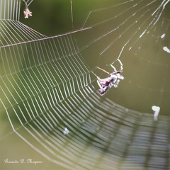 Micrathena brevispina