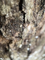 Aleurodiscus oakesii