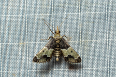 Arescoptera idiotypa