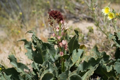Rumex hymenosepalus