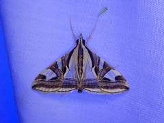 Agrioglypta excelsalis