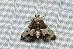 Arescoptera idiotypa