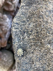 Cellana ornata
