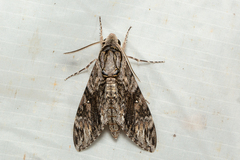 Agrius godarti