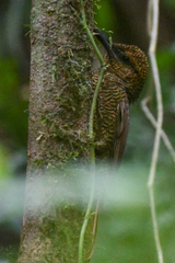 Dendrocolaptes sanctithomae