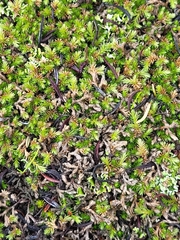 Selaginella cinerascens