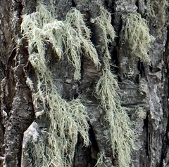 Usnea barbata