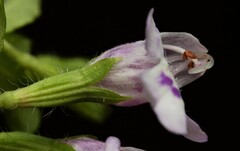 Clinopodium brownei