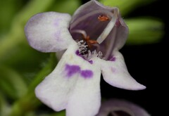 Clinopodium brownei