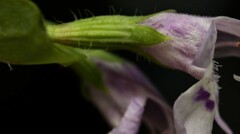 Clinopodium brownei