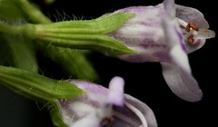 Clinopodium brownei