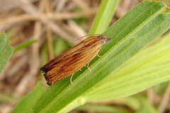 Eucosma umbrastriana