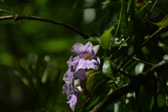 Bignonia callistegioides