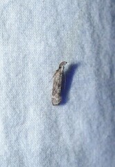 Dichomeris inversella