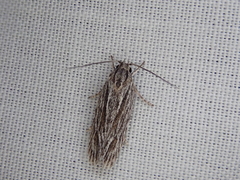 Leistarcha scitissimella
