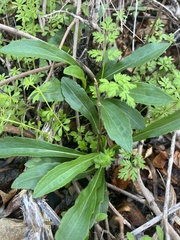 Ditaxis humilis