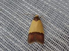 Heteroteucha dichroella
