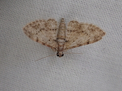 Sigilliclystis insigillata