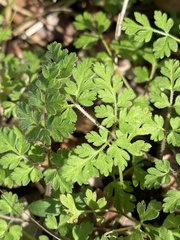 Chaerophyllum tainturieri