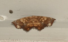 Polyacme