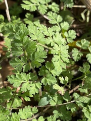 Chaerophyllum tainturieri