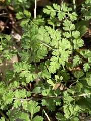 Chaerophyllum tainturieri