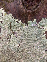 Punctelia missouriensis