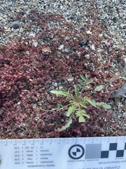 Chylismia claviformis