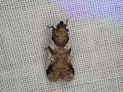 Rhodophaea