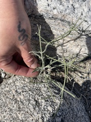 Bebbia juncea