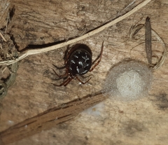Steatoda triangulosa