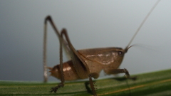 Requenini