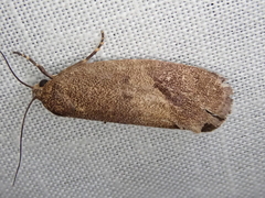 Pycnocera hypoxantha