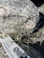 Bebbia juncea