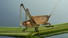 Requenini