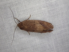 Pycnocera hypoxantha